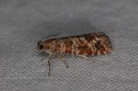 Rhyacionia pinivorana