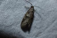 Penestoglossa dardoinella