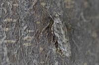 Psoricoptera gibbosella