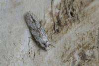 Bucculatrix bechsteinella