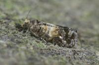 Cymolomia hartigiana