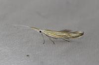 Coleophora