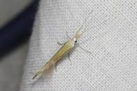 Coleophora