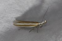 Pleurota aristella