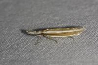 Pleurota aristella