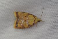 Acleris bergmanniana