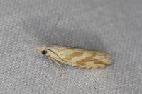 Thiodia citrana
