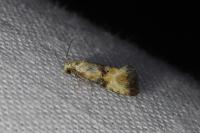 Eupoecilia angustana