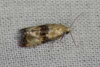Eupoecilia angustana