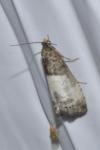 Notocelia cynosbatella