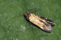 Argolamprotes micella