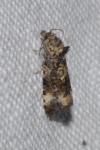 Endothenia gr. gentianaeana