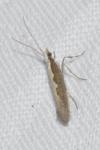 Plutella xylostella