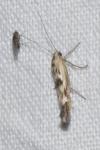 Scythris limbella