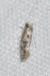 Infurcitinea