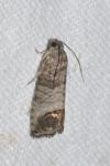 Cydia pomonella