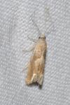 Eucosma conterminana