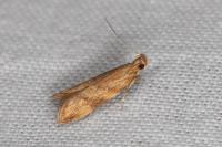Orophia ferrugella