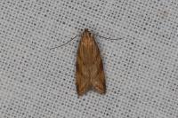 Orophia ferrugella