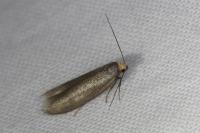 Agnoea