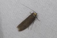 Agnoea