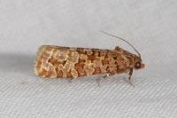 Lozotaeniodes formosana