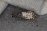 Notocelia cynosbatella