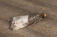 Notocelia cynosbatella