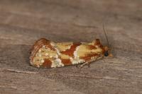 Aethes hartmanniana/piercei