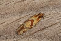 Aethes hartmanniana/piercei