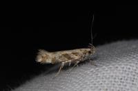 Aristotelia