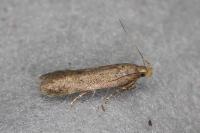 Scrobipalpula tussilaginis