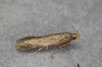 Scrobipalpula tussilaginis