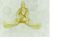 Clepsis rurinana