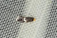 Ectoedemia angulifasciella