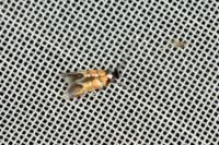 Phyllonorycter schreberella