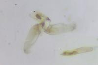 Elachista subocellea