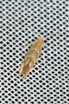 Cameraria ohridella