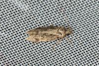 Carpatolechia fugacella