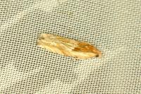 Eucosma cana