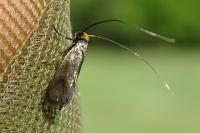 Adela reaumurella