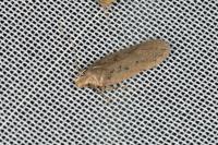Bryotropha desertella