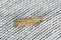 Metzneria metzneriella