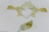 Metzneria metzneriella