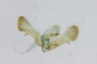 Cydia coniferana