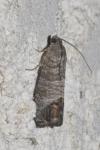 Cydia pomonella