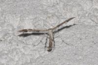 Oxyptilus