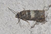 Epiblema gr. sticticana