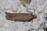 Bryotropha