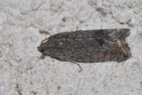 Cydia splendana